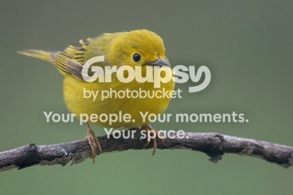 Yellow%20warbler_zpsw2iia4ra.jpg