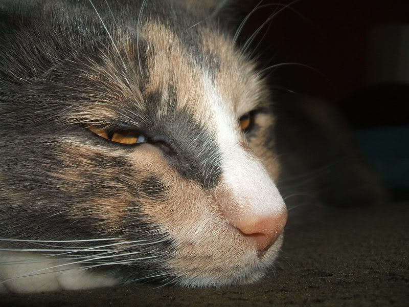 DSCF4756.jpg