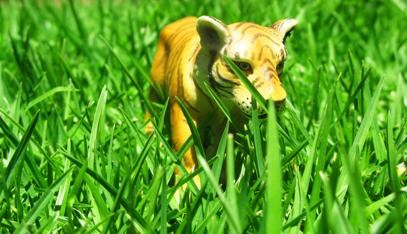 tiger__by_reeceb.jpg