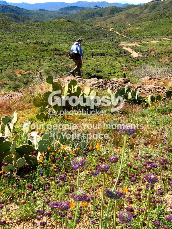 cactusflower2.jpg