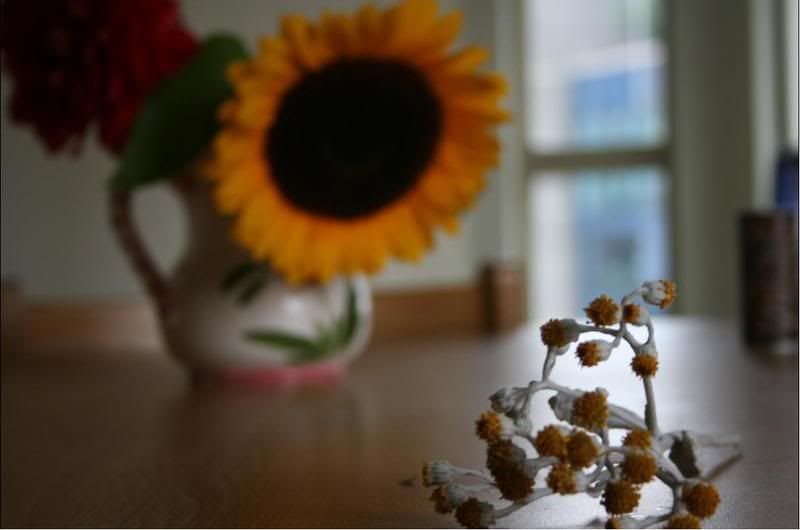 sunflower.jpg
