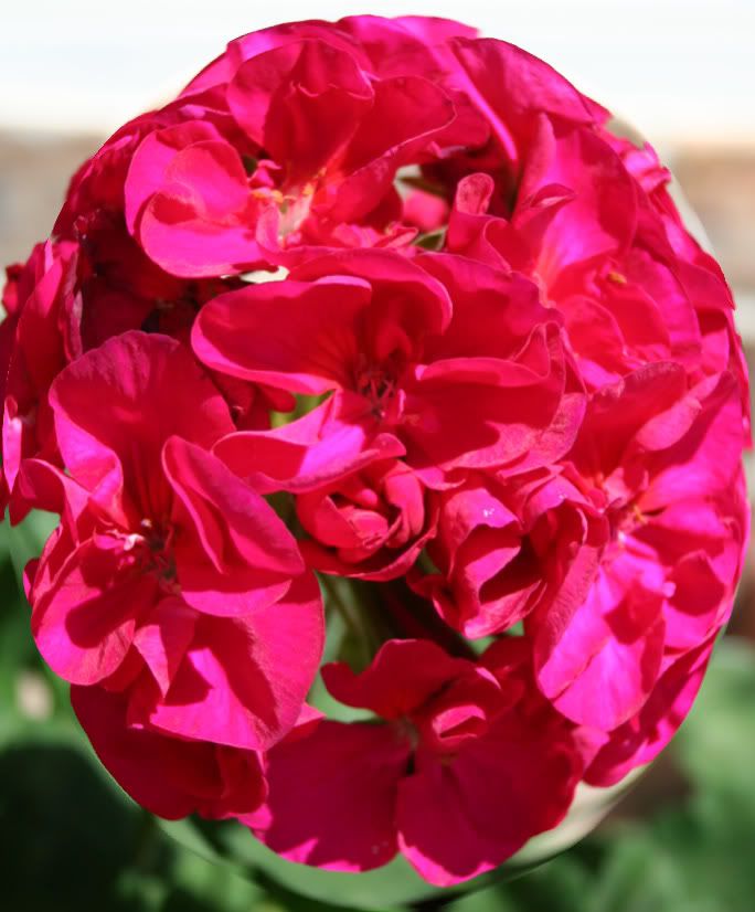 Geranium_0012.jpg