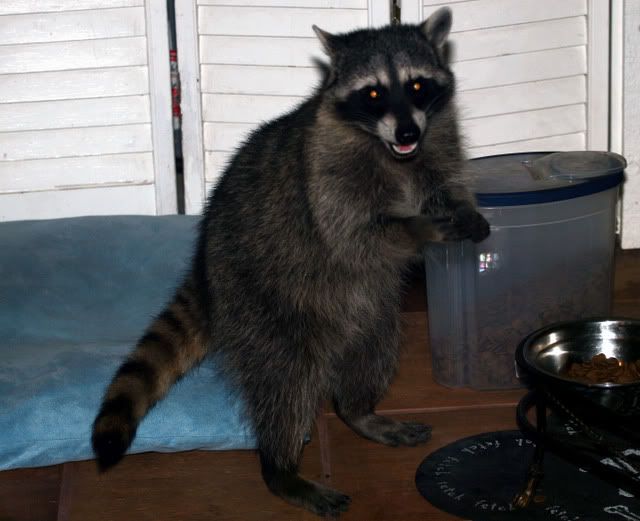 coon5.jpg