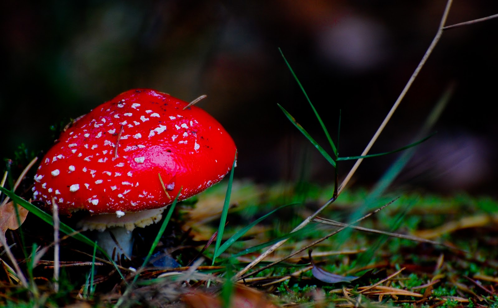 DSC_5981-1.jpg
