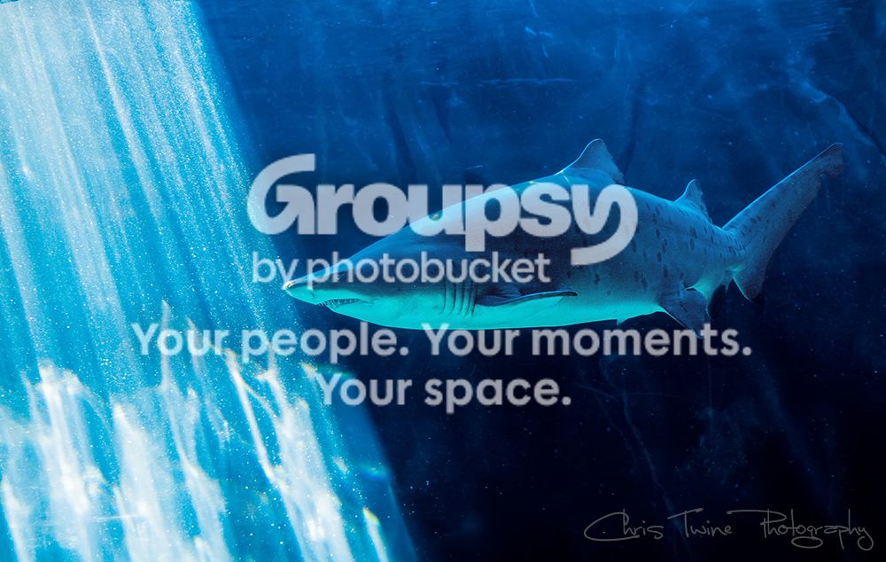 sshark_zpse6162880.jpg