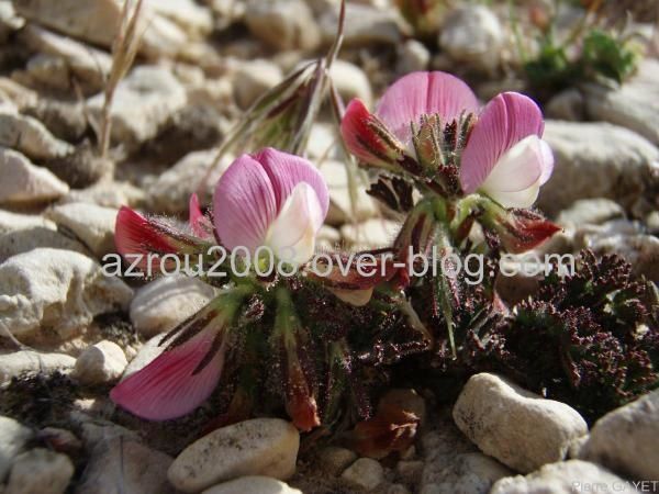 fleurs_roses_azrou_maroc.JPG