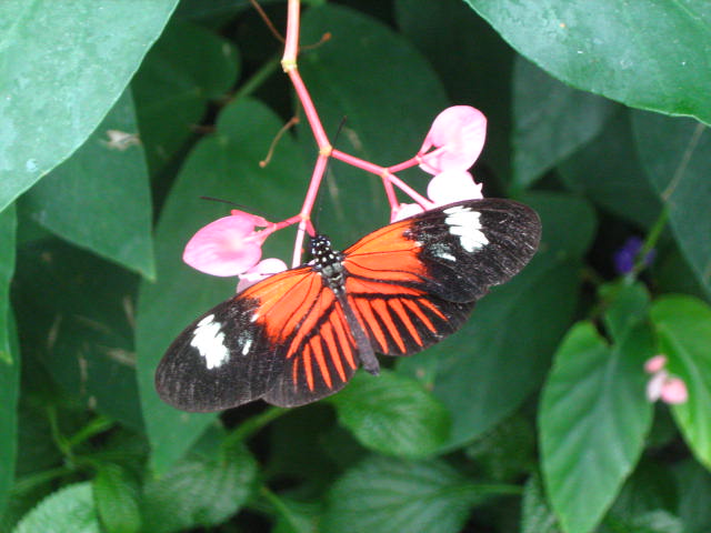 Butterfly_by_lepsrunner08.jpg