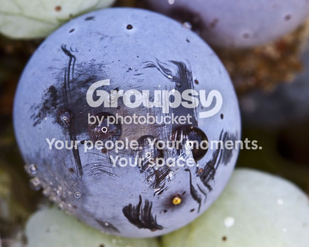 Grapewithlightreflectionin4droplets-1.jpg