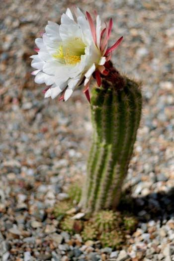 cactiflower_5465share.jpg