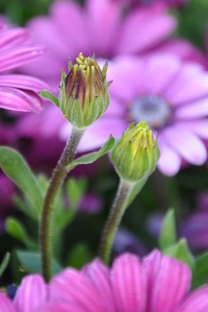Flowers070.jpg