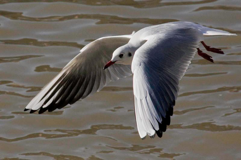 Gullflight.jpg