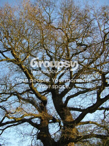 tree3.jpg