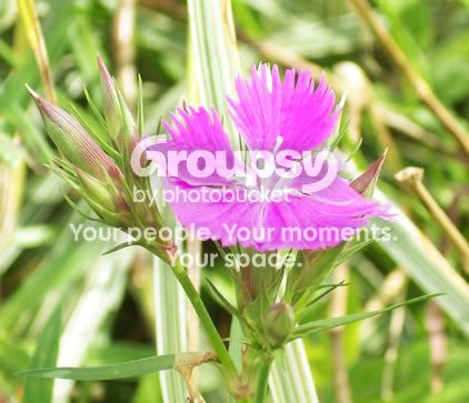 singlepurpleflower.jpg
