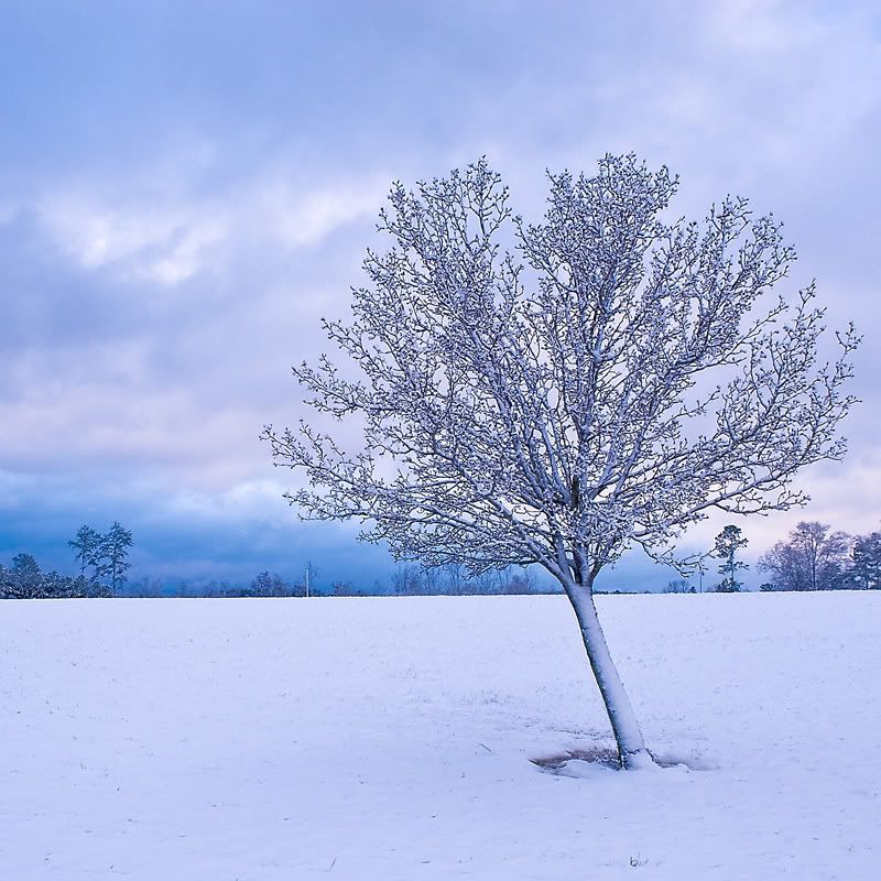 Snowy-Lone-Tree-SQ.jpg