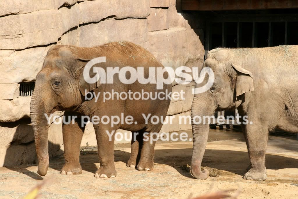 elephants1.jpg