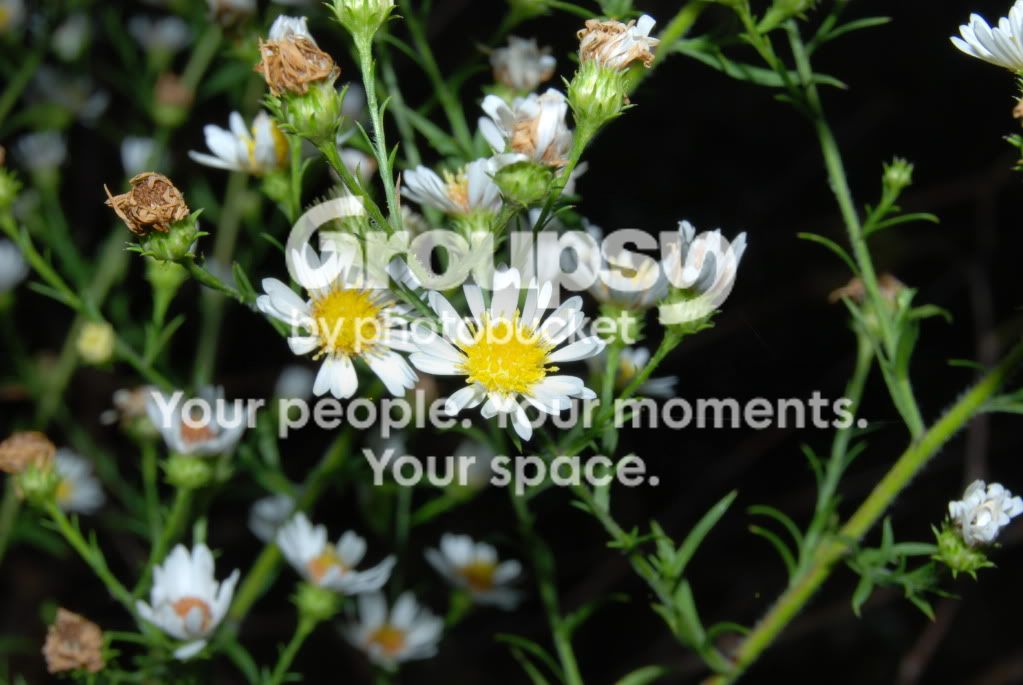 WildFlower1.jpg