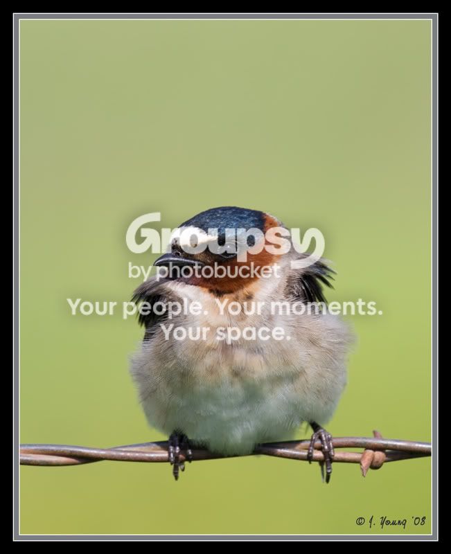 swallow-2.jpg