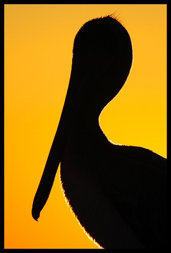 4081963930_50644ce134.jpg