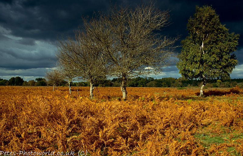 101003_P_SLID031.jpg