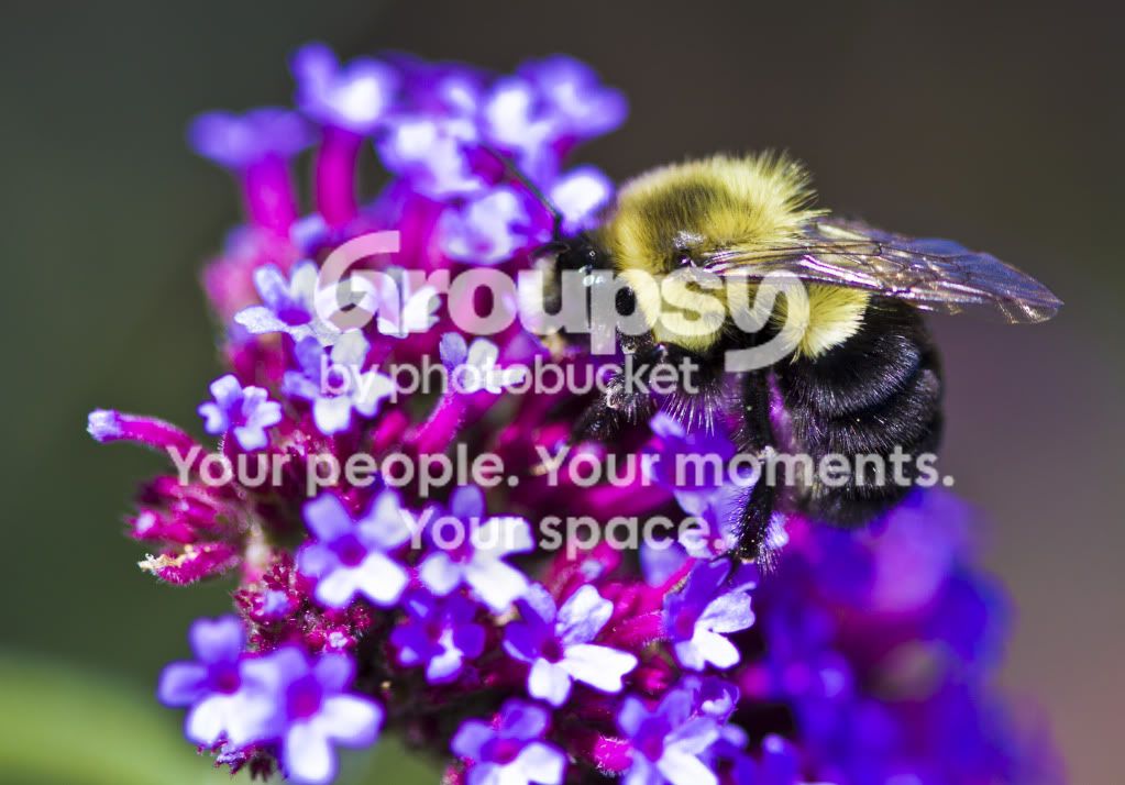 flower2.jpg