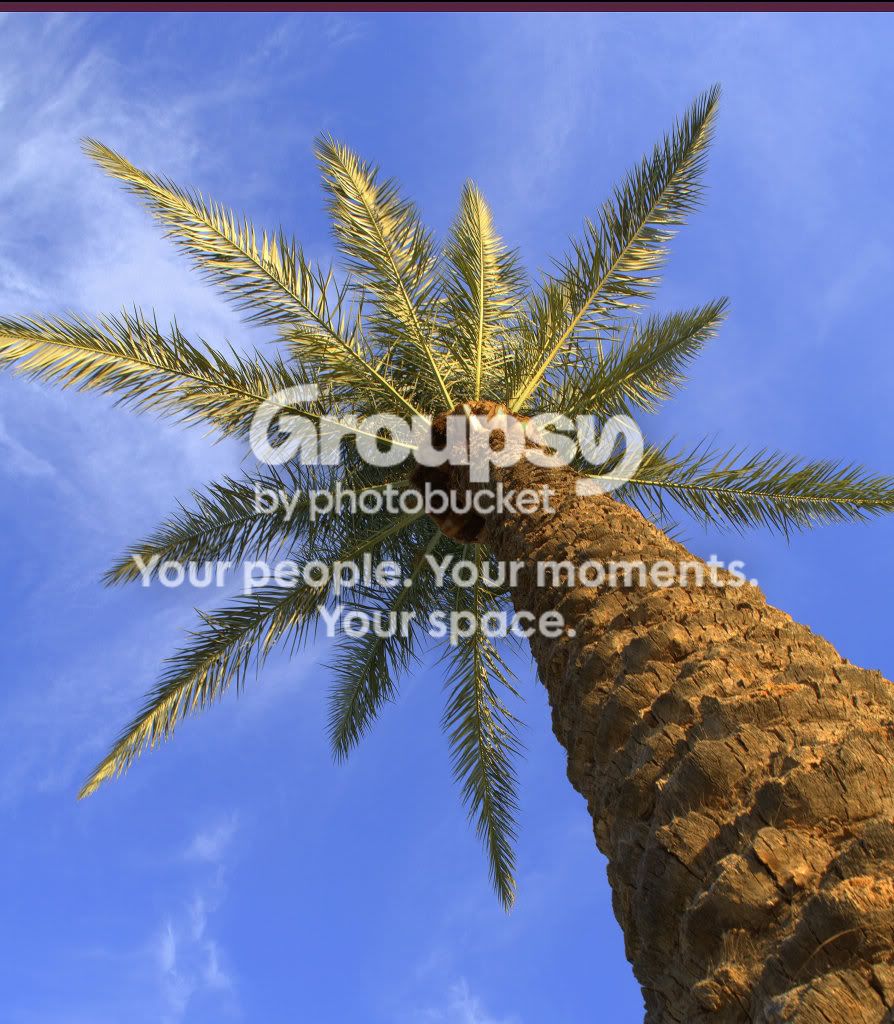 palmtree2.jpg