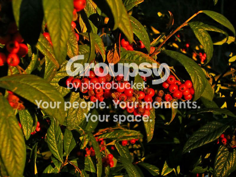 berries.jpg