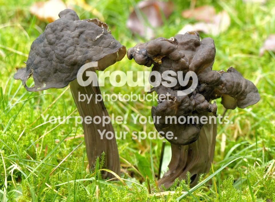 Mushroom2-PC132509.jpg