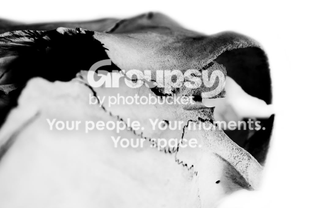 Skull.jpg