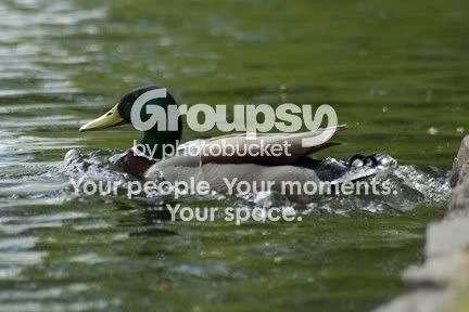 Duck2.jpg