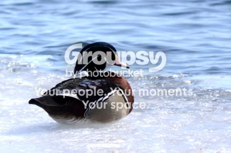 duck2.jpg