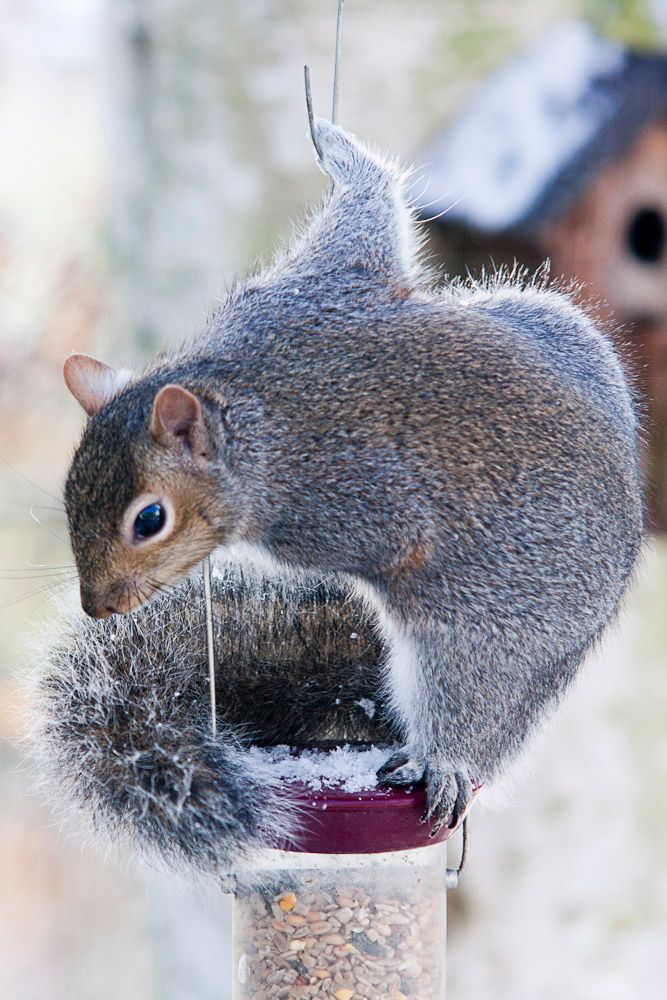 Squirrells-13.jpg