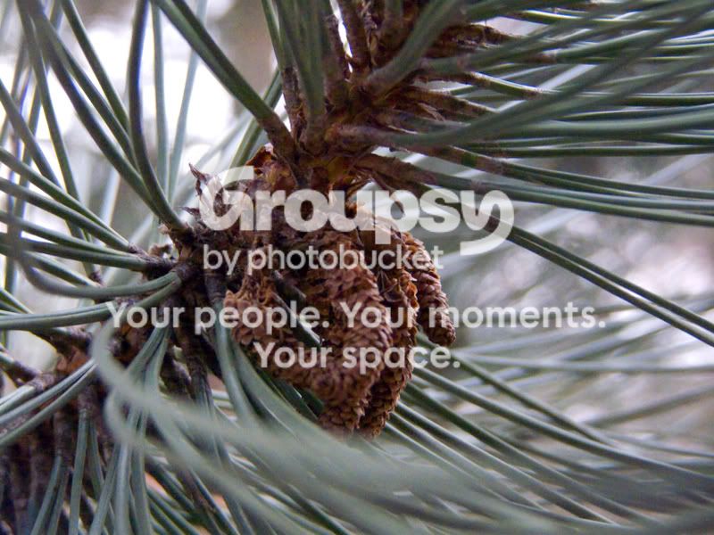 buds1.jpg