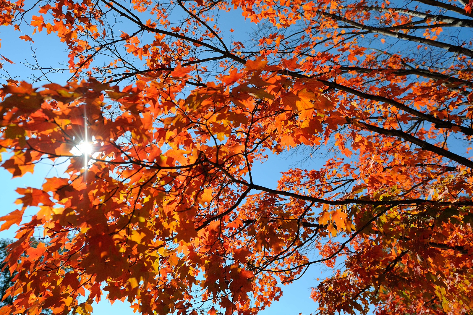 DSC_00052-X3.jpg