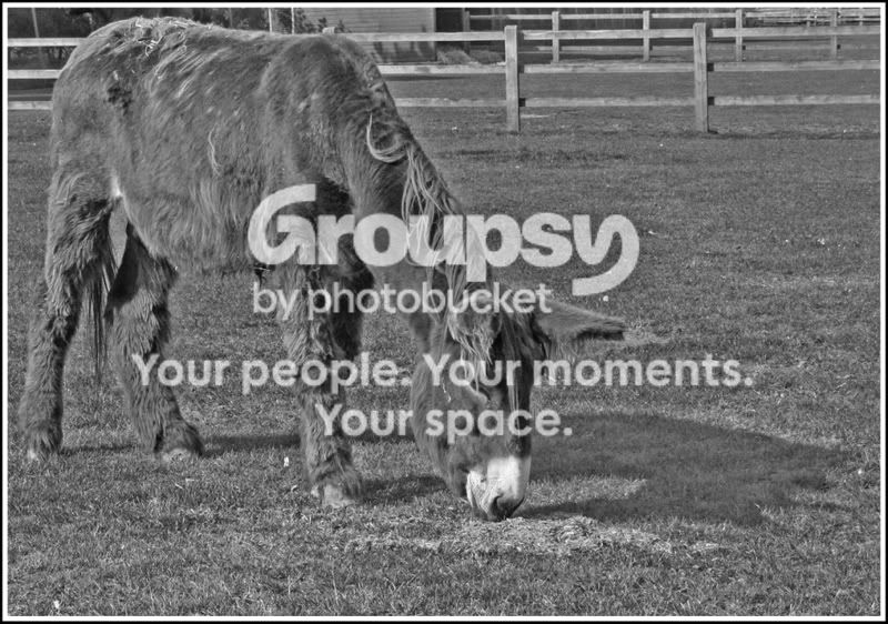 donkey2.jpg