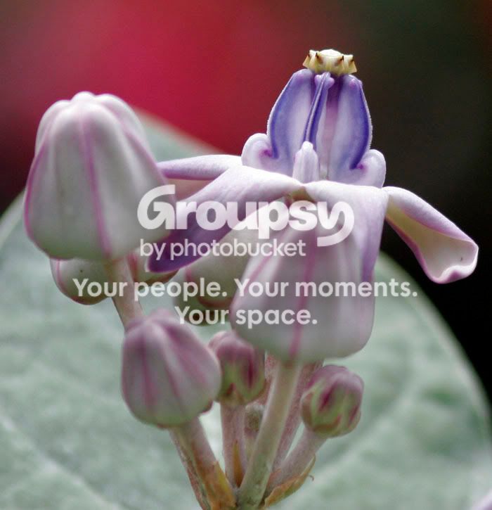 Pretty1.jpg