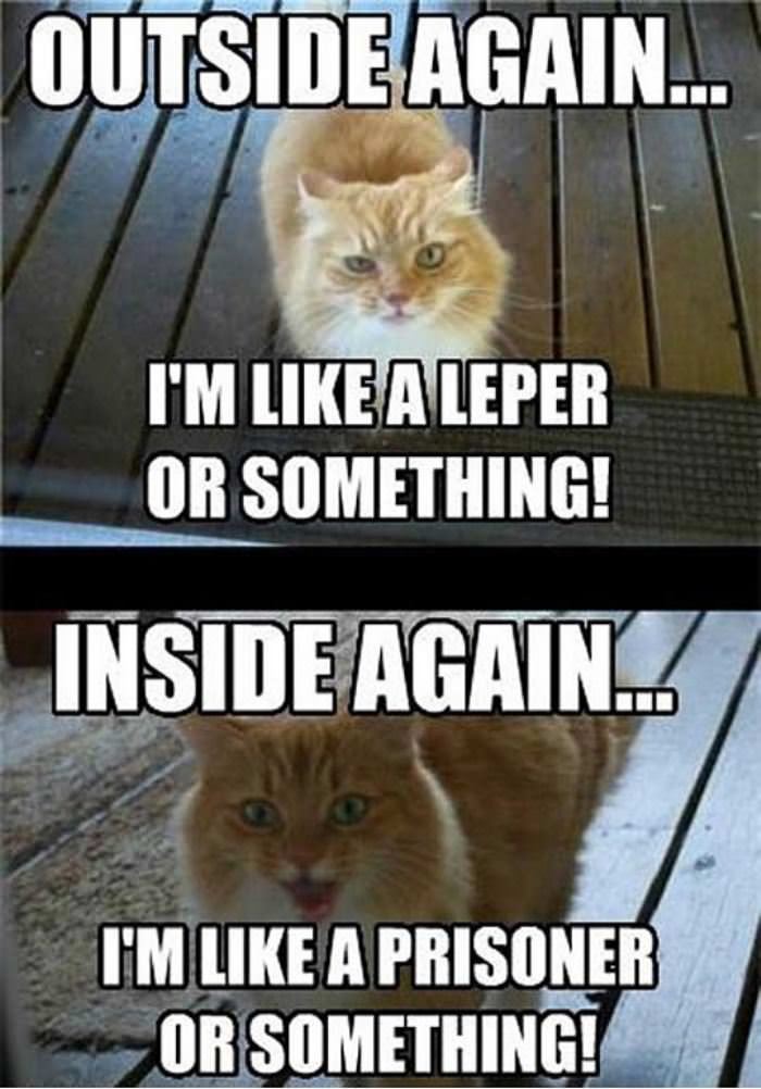 cat_has_2_moods.jpg