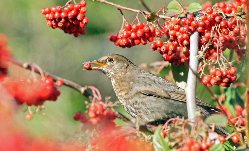 blackbird_01.jpg