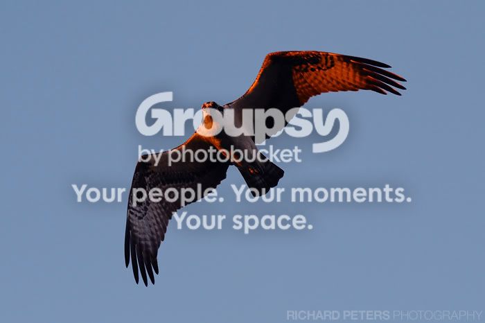 RP1_4278_osprey.jpg