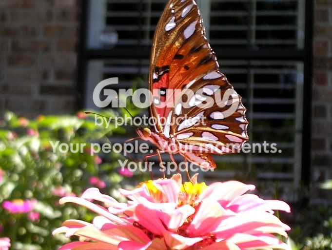 photog1.jpg