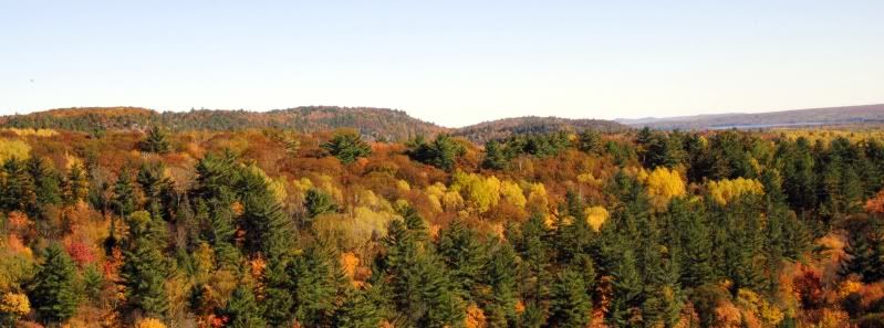 fall.jpg