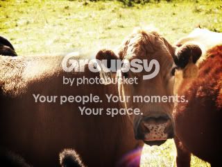 cow.jpg