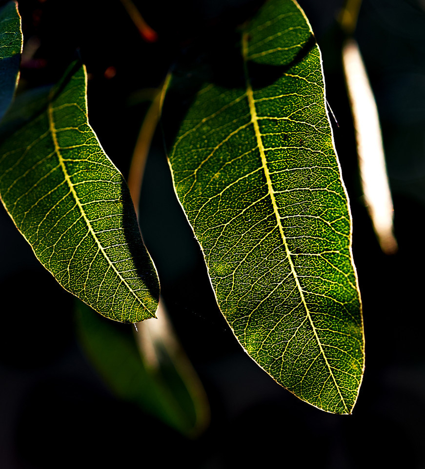 DSCF2950-X2.jpg