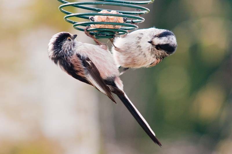 LTT-1-5.jpg