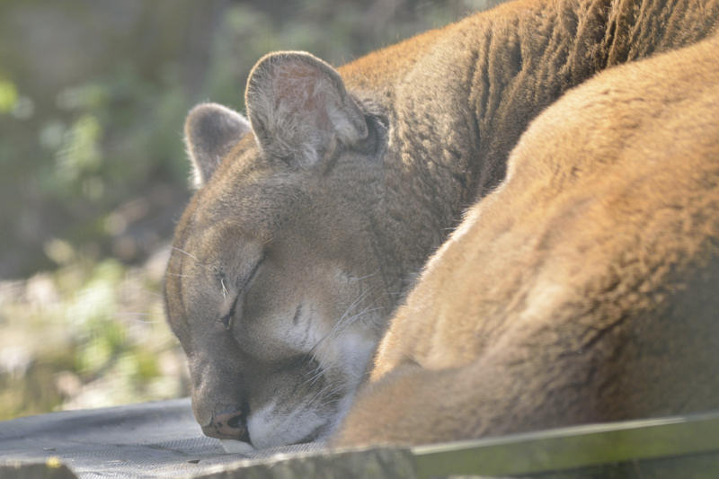 cougar2.jpg