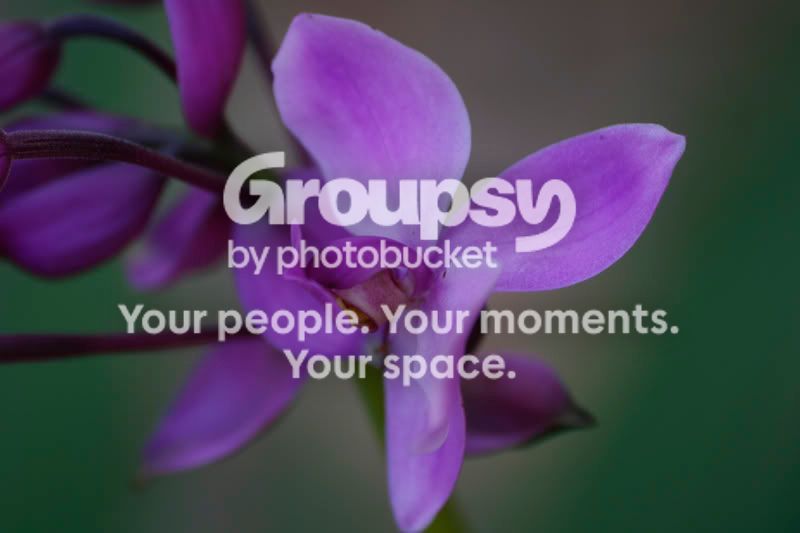 flower.jpg
