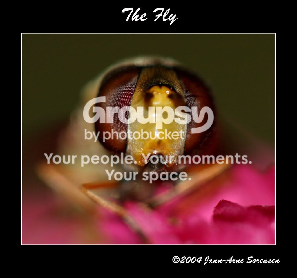TheFly.jpg