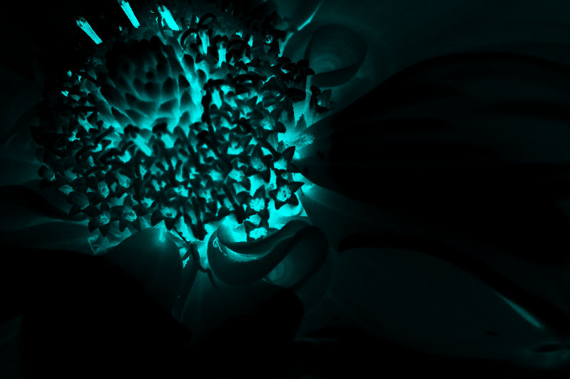 3736204380_e1af5e2851_o.jpg