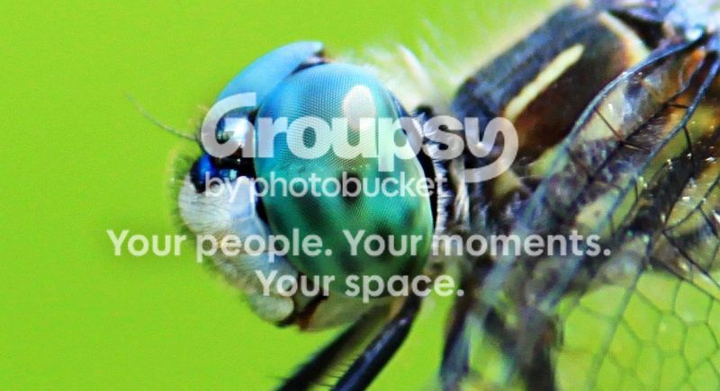 DFlyClose1rs.jpg