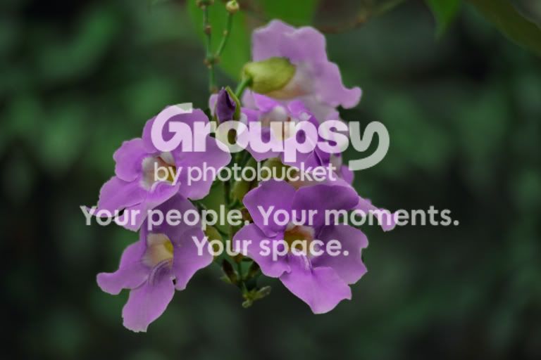 flowerv2.jpg