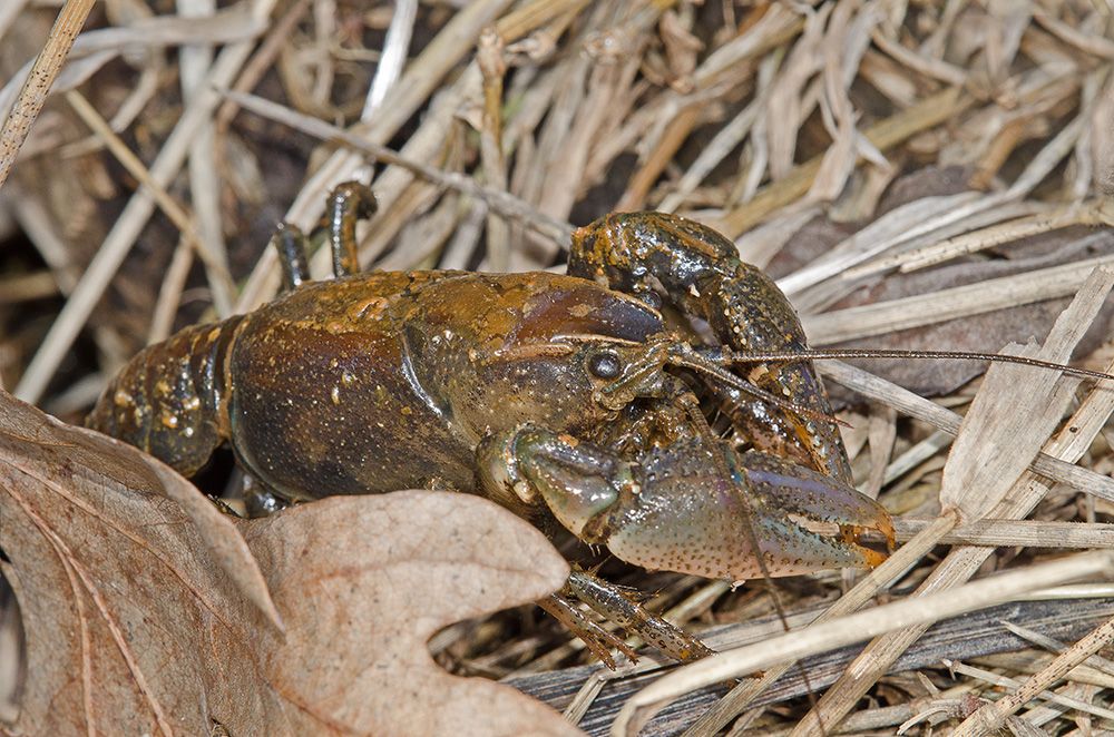 CrawDad016copy.jpg